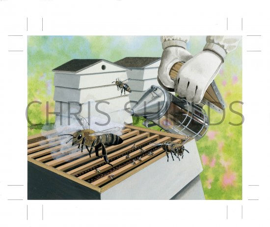 Illustration of Smoking the Bees at the Hive (#3895)