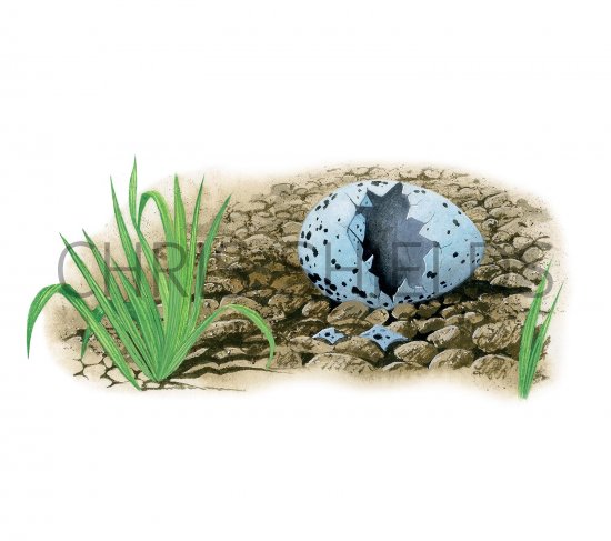 Illustration of Song Thush predated egg (Turdus philomelos) (#3285)