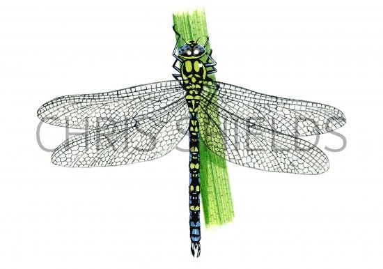 Illustration of Dragonfly (Southern Hawker) Aeshna cyanea (#1062)
