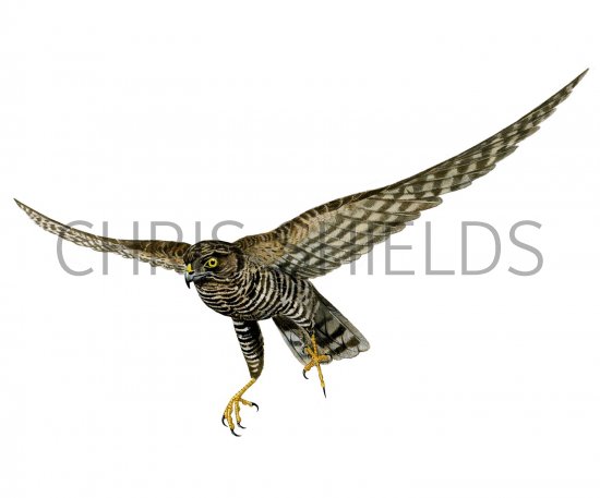 Illustration of Sparrowhawk female in flight (Accipiter nisus) (#1733)