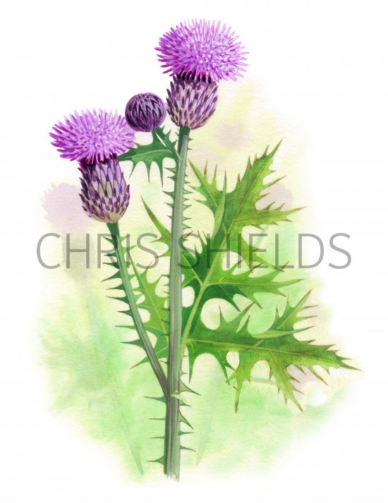 Illustration of Spear Thistle (Cirsium vulgare) (#3401)