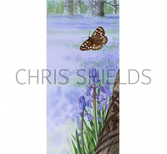 Illustration of Speckled Wood Butterfly (Pararge aegeria) & Bluebell (Hyacinthoides non-scripta) (#1080)