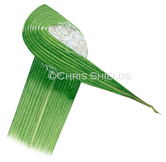 Illustration of Spider Egg Sac (Clubonia sp.) (#2914)