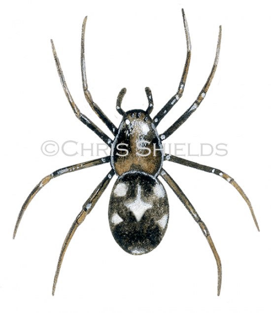 Illustration of Spider (Phrurolithus festivus) (#4677)