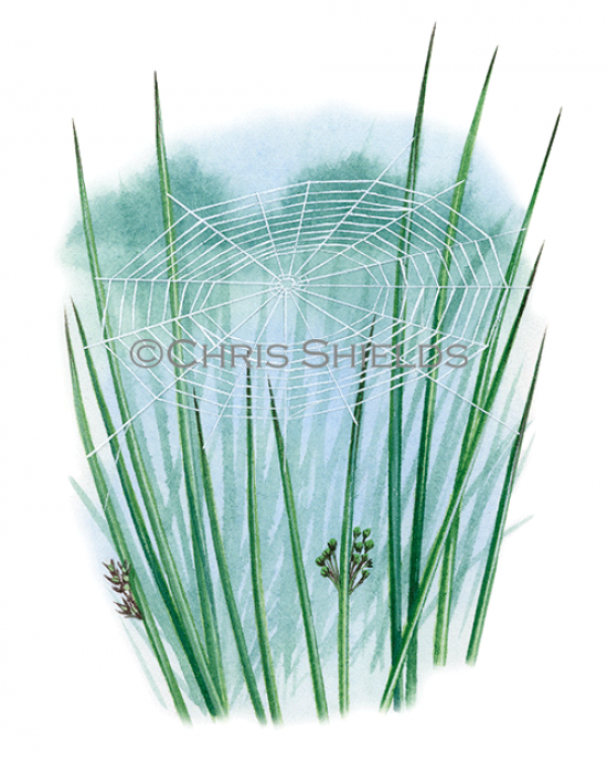 Illustration of Spider Web (Tetragnatha extensa) (#2916)