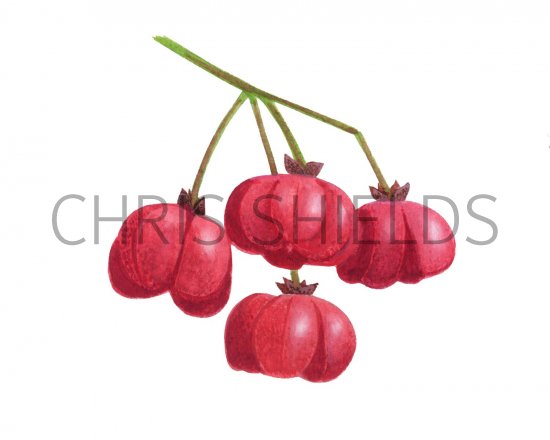 Illustration of Spindle Tree berries (Euonymus europaeus) (#2746)