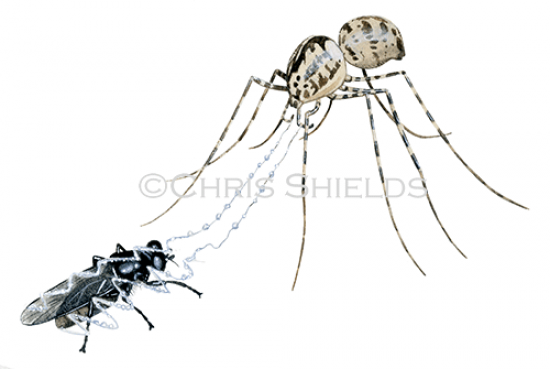 Illustration of Spitting Spider (Scytodes thoracica) (#1490)