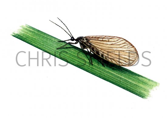 Illustration of Spongefly (Sisyra) (#1026)