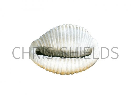 Illustration of Spotted cowrie (Trivia monacha) (#1976)