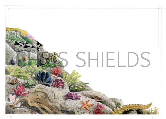 Illustration of Tidal Zones (#2615)