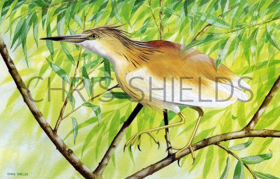 Illustration of Squacco Heron (Ardeola ralloides) (#1811)