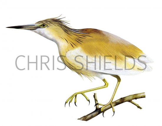 Illustration of Squacco Heron (Ardeola ralloides) (#2092)