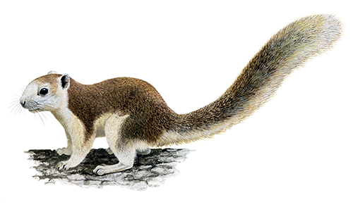 Illustration of Squirrel�(Finlayson) Callosciurus finlaysonii (#4411)