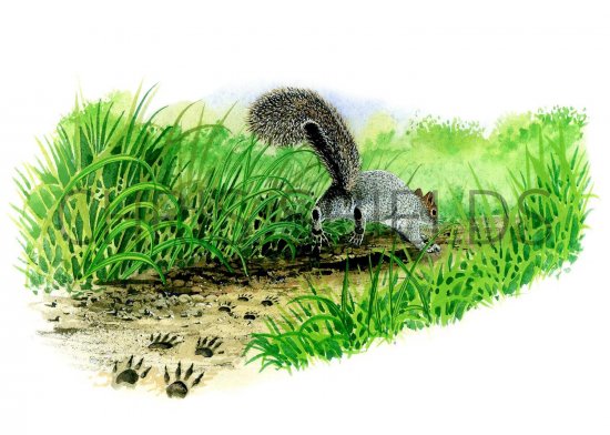 Illustration of Squirrel (Grey) Sciurus carolinensis (#2977)