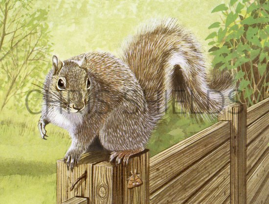 Illustration of Squirrel (Grey) Sciurus carolinensis (#3718)