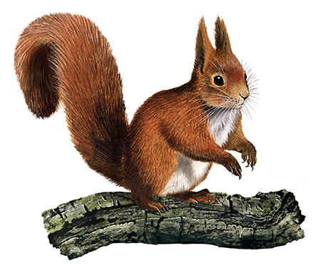 Illustration of Squirrel (Red) Sciurus vulgaris (#4481)