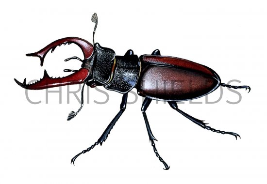 Illustration of Stag Beetle (Lucanus cervus) (#1444)