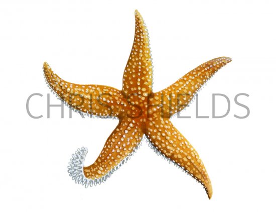 Illustration of Starfish (Common) Asterias rubens (#1427)