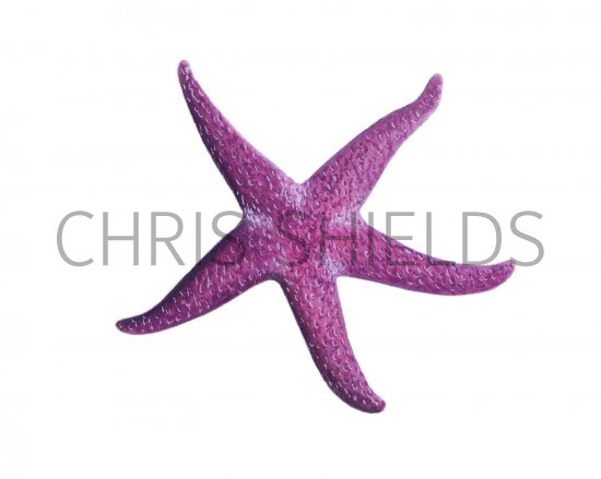 Illustration of Starfish (Henricia oculata) (#1862)
