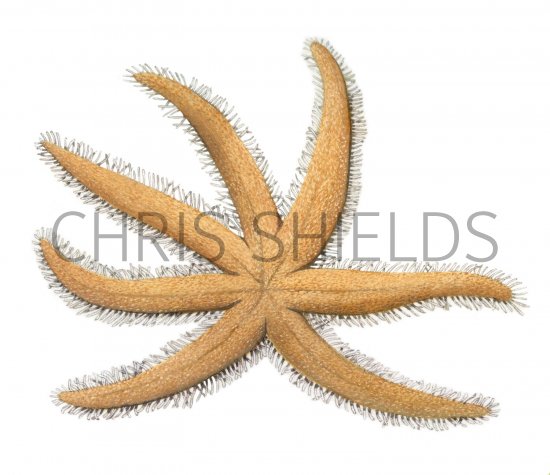 Illustration of Starfish (Luidia cillaris)) (#1854)