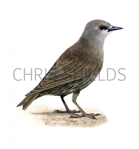 Illustration of Common Starling juvenile (Sturnus vulgaris) (#3656)