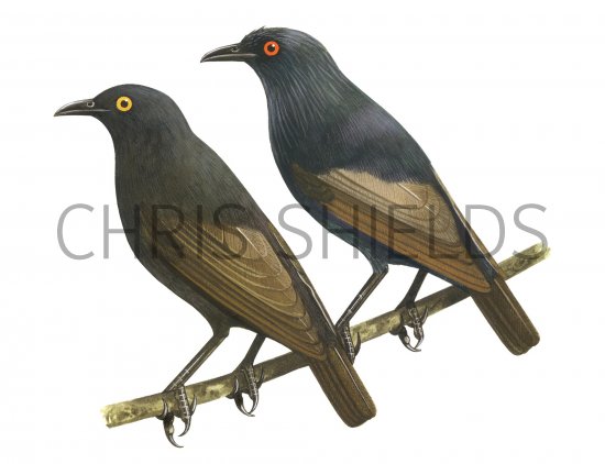 Illustration of Makira Starling adult & juvenile (Aplonis dichroa) (#1244)