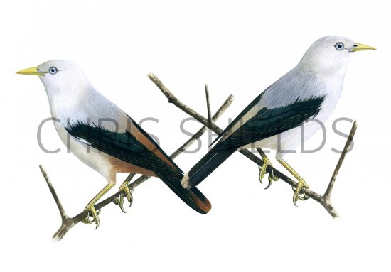Illustration of White-headed Starling left - (Sturnia erythropygia eryropygia) right - (erythropygia andamanensis) (#1667)