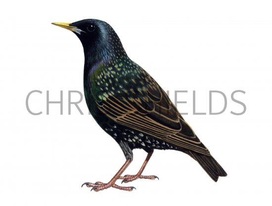 Illustration of Common Starling adult summer (Sturnus vulgaris) (#1182)