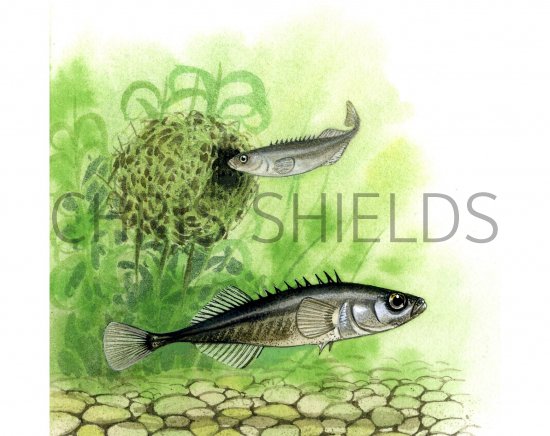 Illustration of Stickleback (Ten-spined)Pungitius pungitius (#0189)