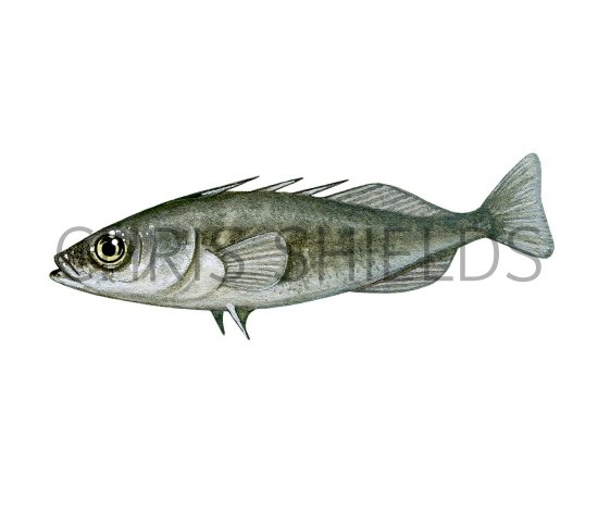 Illustration of Stickleback (Three-spined female) Gasterosteus aculeatus (#2957)