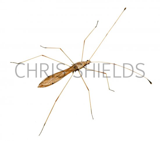 Illustration of Stilt Bug (Jalysus sp.) (#2058)
