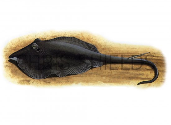 Illustration of Stingray (Dasyatis pastinaca) (#1058)