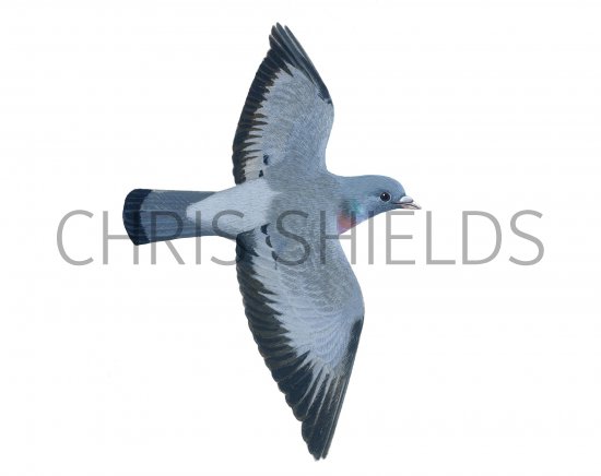 Illustration of Stock dove (Columba oenas) (#1236)