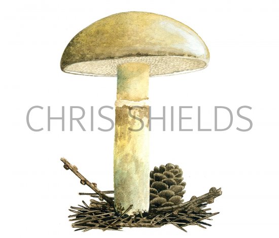 Illustration of Suillus viscidus (Sticky Bolete) (#2658)
