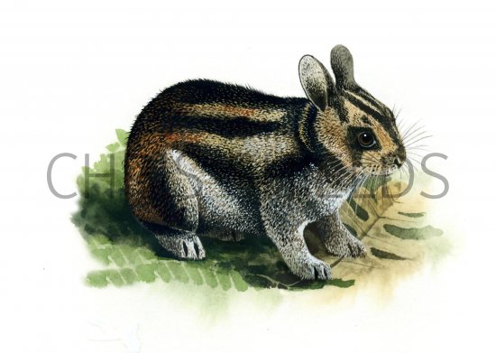 Illustration of Rabbit (Sumatran Striped) Nesolagus netscheri (#0565)