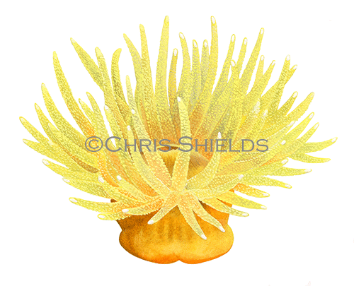 Illustration of Sunset Cup Coral (Leptopsammia pruvoti) (#4620)