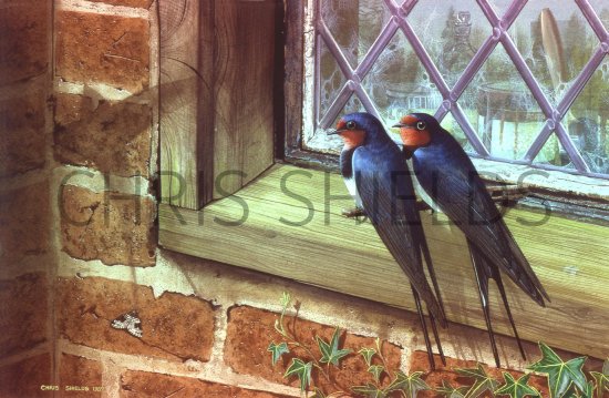 Illustration of Swallow (Hirundo rustica) (#0634)