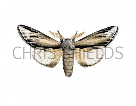 Illustration of Swallow Prominent (Pheosia tremula) (#2880)