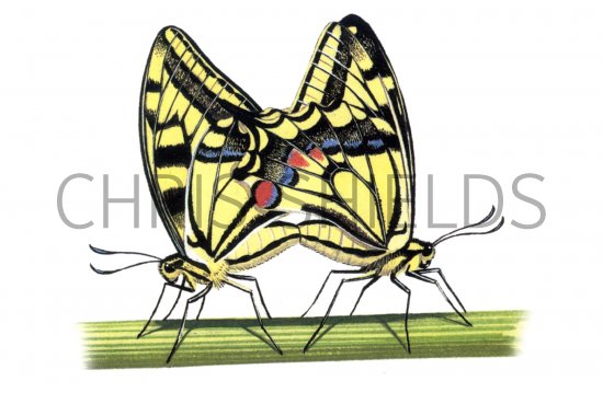 Illustration of Swallowtail Butterfly ( Papilio machaon) (#0332)