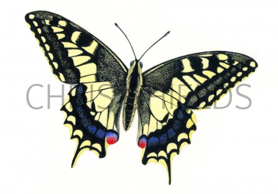Illustration of Swallowtail Butterfly ( Papilio machaon) (#0334)