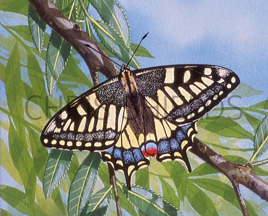 Illustration of Swallowtail Butterfly ( Papilio machaon) (#3338)