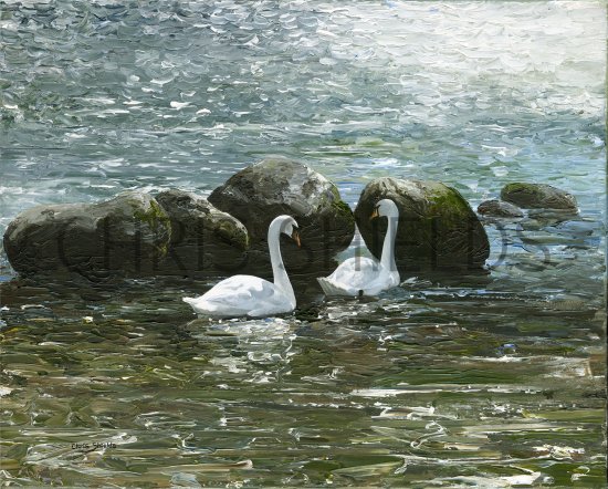 Illustration of Swans and Rocks (#4063)