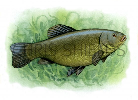 Illustration of Tench (Tinca tinca) (#0193)