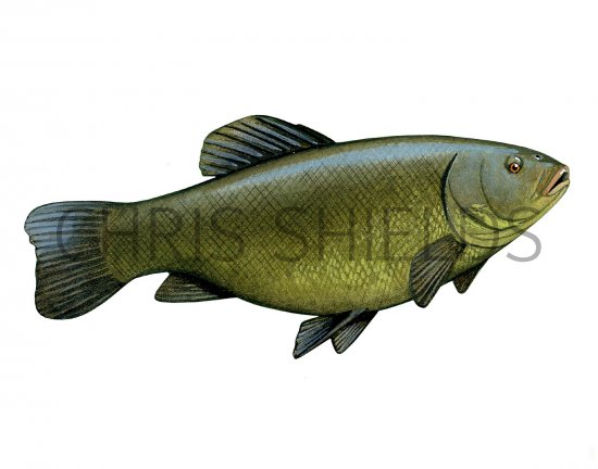 Illustration of Tench (Tinca tinca) (#2689)