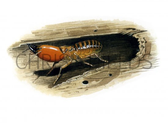 Illustration of Termite Soldier (#2065)