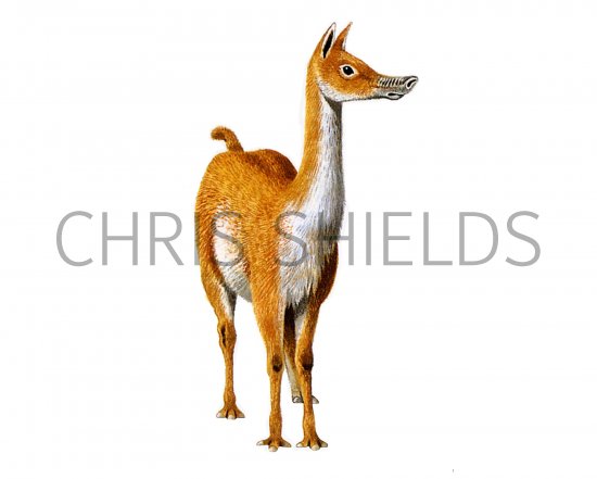 Illustration of Theosodon (#0656)