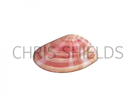 Illustration of Thin Tellin (Angulus tenuis) (#0804)