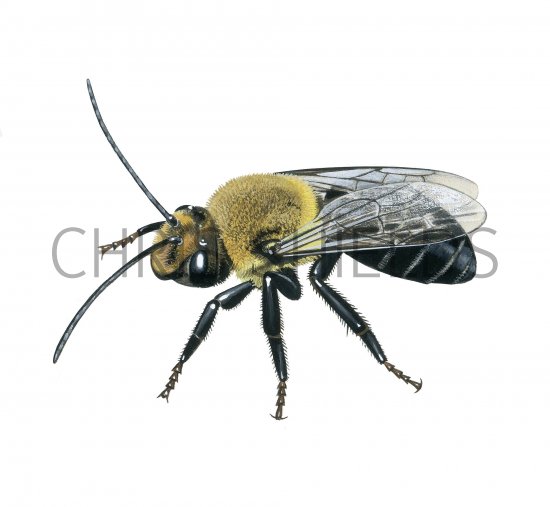 Illustration of Thistle Long-horned Bee (Melissodes desponsus) male (#3806)