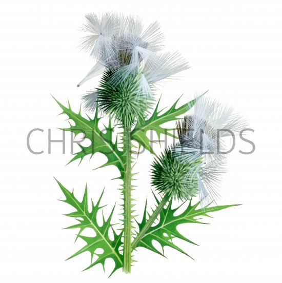 Illustration of Thistles attacked by birds (#4158)