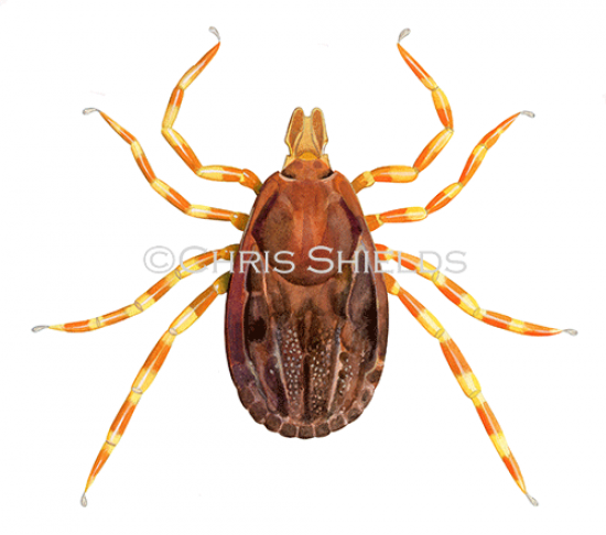 Illustration of Tick (Hyalomma ssp.) (#4656)